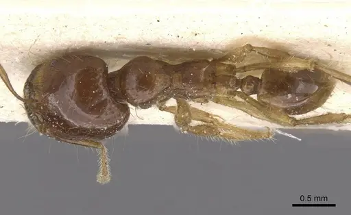 Carebara obscura specimen