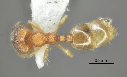 Carebara obtusidenta specimen