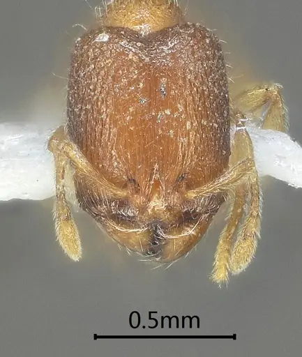 Carebara obtusidenta specimen