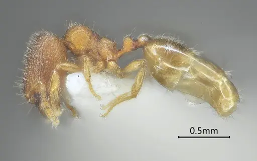 Carebara obtusidenta specimen