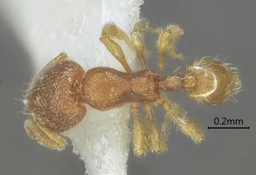 Carebara obtusidenta - ANTWEB1060559