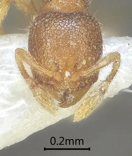 Carebara obtusidenta - ANTWEB1060559