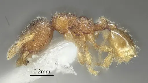 Carebara obtusidenta - ANTWEB1060559