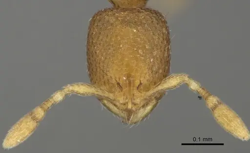 Carebara octata specimen