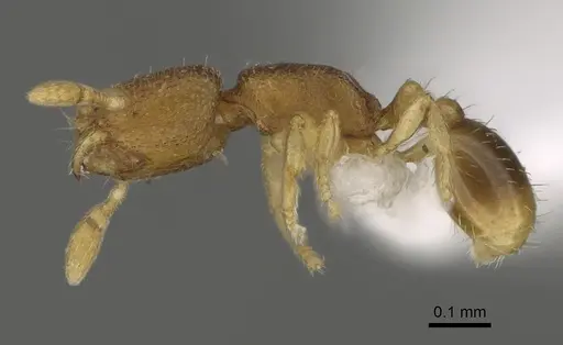 Carebara octata specimen