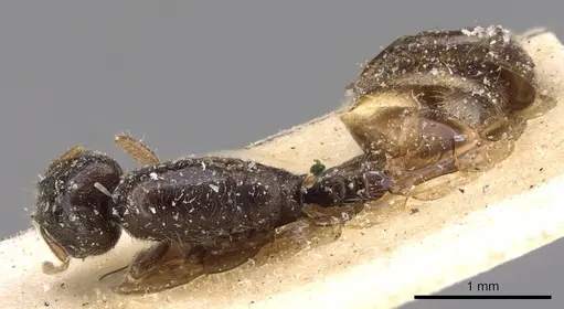 Carebara oertzeni specimen