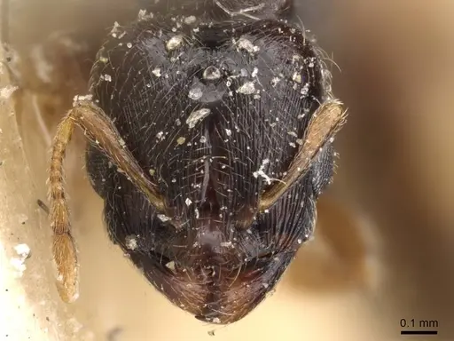 Carebara oertzeni specimen