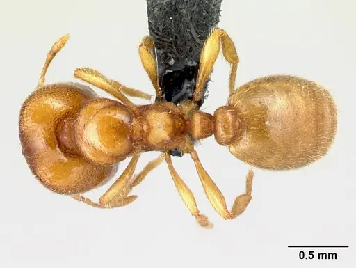 Carebara omasi specimen