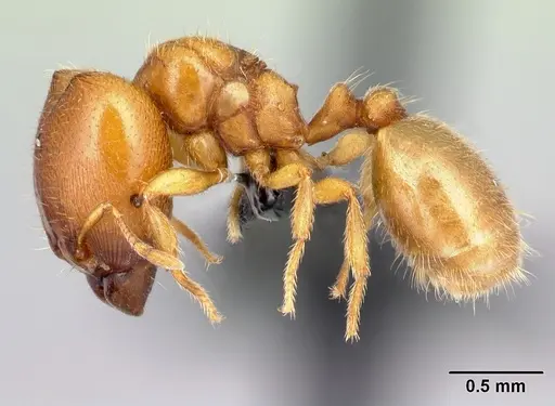 Carebara omasi specimen