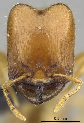 Carebara omasi - CASENT0028870