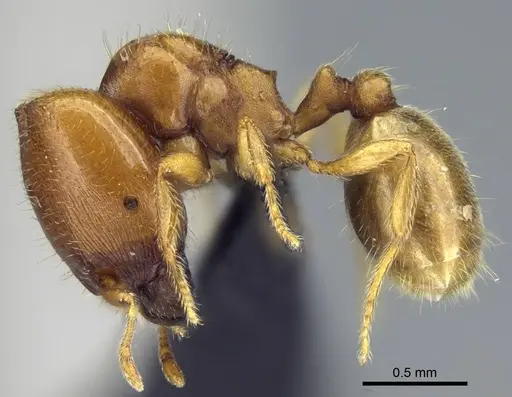 Carebara omasi - CASENT0028870