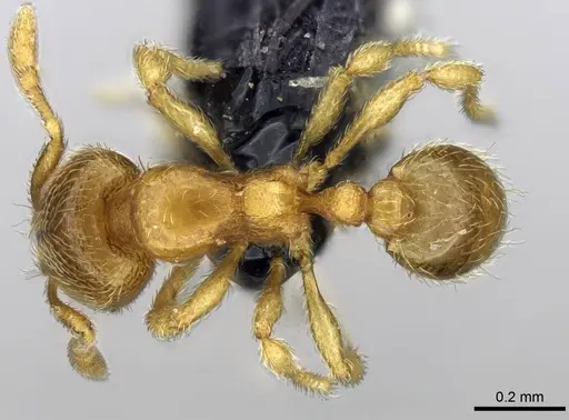 Carebara omasi - CASENT0028947