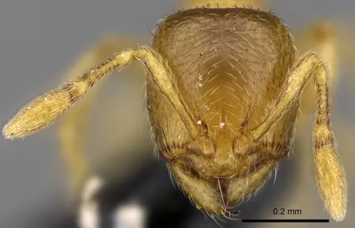 Carebara omasi - CASENT0028947