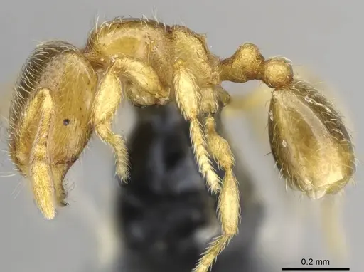 Carebara omasi - CASENT0028947