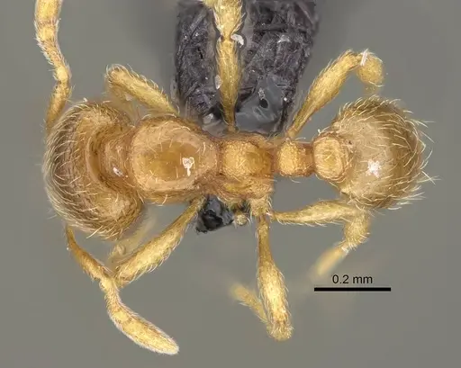 Carebara omasi - CASENT0029042