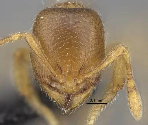 Carebara omasi - CASENT0029042