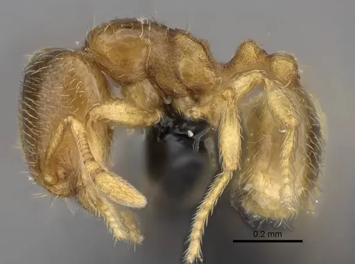 Carebara omasi - CASENT0029042