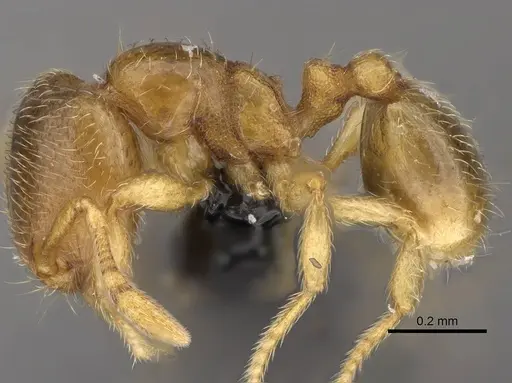 Carebara omasi - CASENT0029042