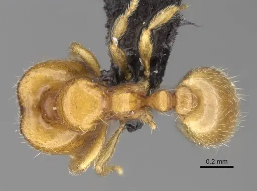 Carebara omasi - CASENT0030995