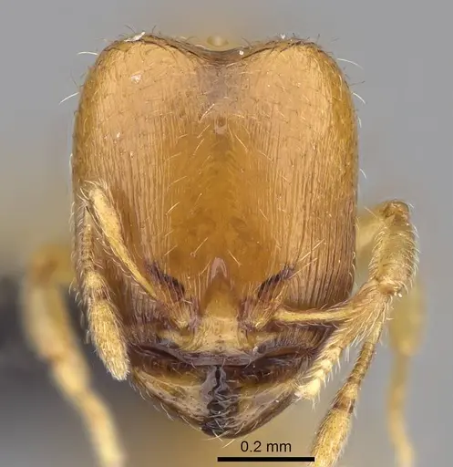 Carebara omasi - CASENT0030995