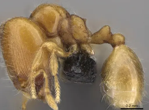 Carebara omasi - CASENT0030995