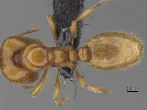 Carebara omasi - CASENT0165780