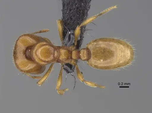 Carebara omasi - CASENT0165780