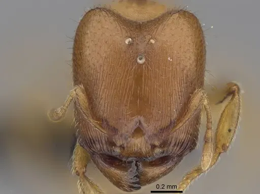 Carebara omasi - CASENT0165780