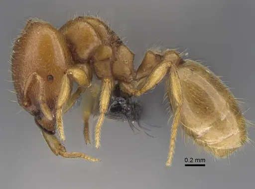 Carebara omasi - CASENT0165780