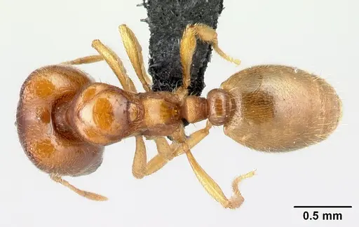 Carebara omasi - CASENT0485883