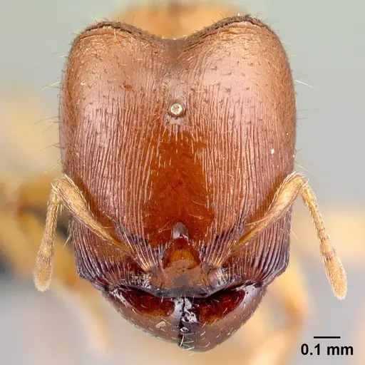 Carebara omasi - CASENT0485883