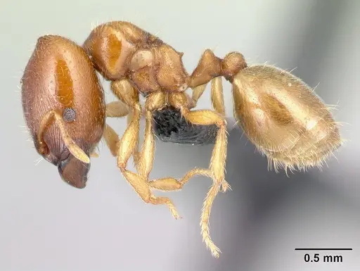 Carebara omasi - CASENT0485883