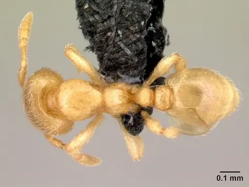 Carebara omasi - CASENT0485917