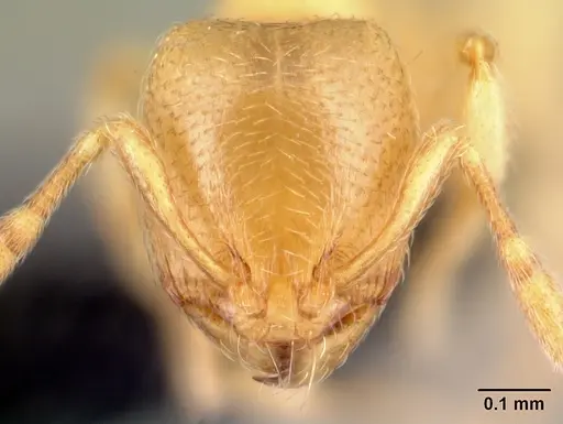 Carebara omasi - CASENT0485917