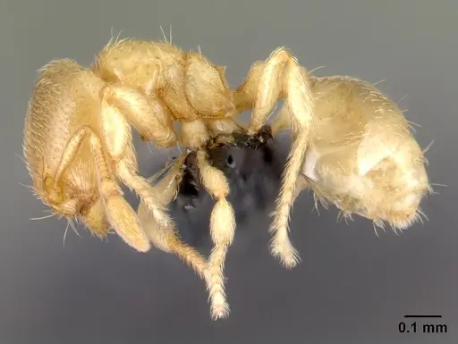 Carebara omasi - CASENT0485917