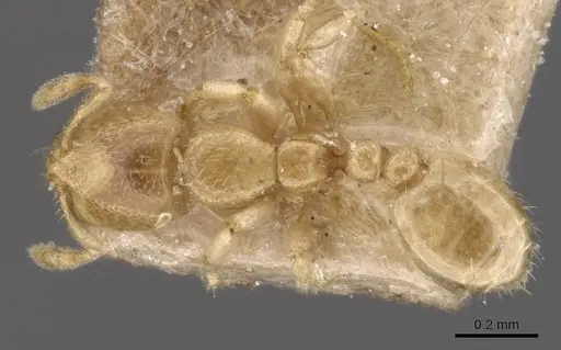 Carebara osborni specimen