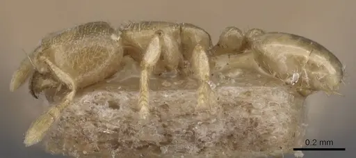 Carebara osborni specimen