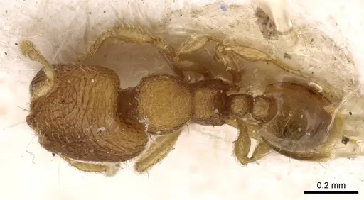 Carebara overbecki specimen