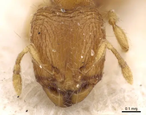 Carebara overbecki specimen