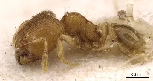 Carebara overbecki specimen