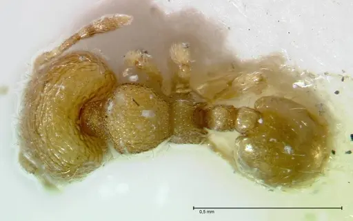 Carebara overbecki - FOCOL0278