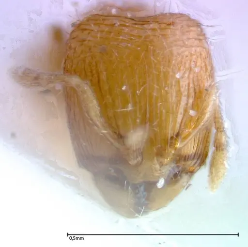 Carebara overbecki - FOCOL0278