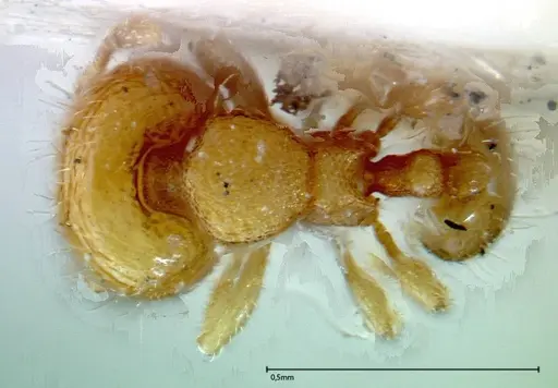 Carebara overbecki - FOCOL0279