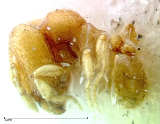 Carebara overbecki - FOCOL0279