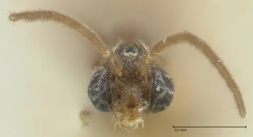 Carebara overbecki - FOCOL1918