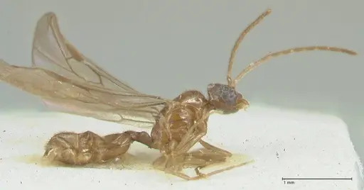 Carebara overbecki - FOCOL1918