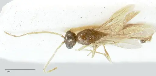 Carebara overbecki - FOCOL1919