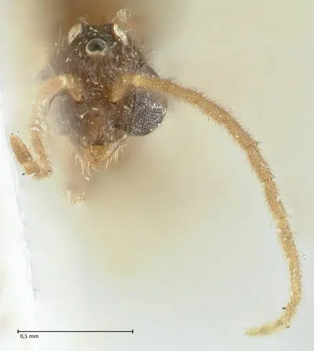 Carebara overbecki - FOCOL1919