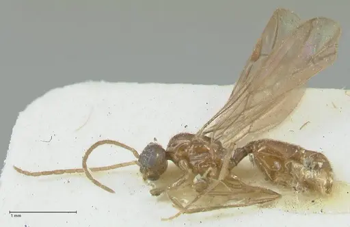 Carebara overbecki - FOCOL1919