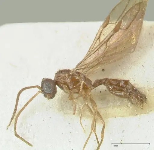 Carebara overbecki - FOCOL1920